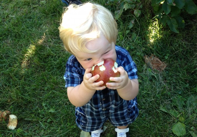 Baby Eating Apple During Apple Picking