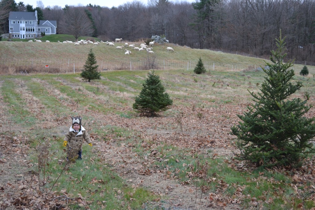 Toddler Outside with Sheep at Christmas Tree Farm